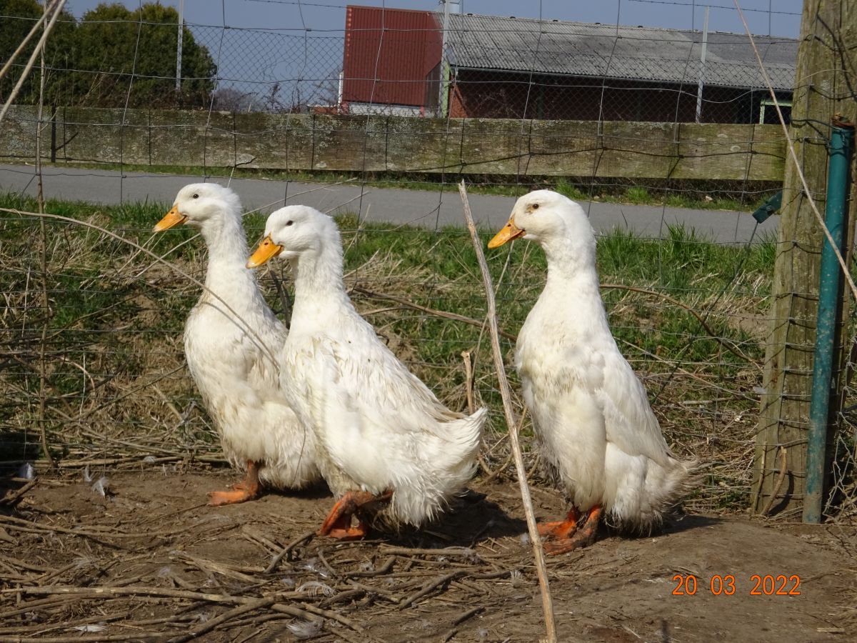 Deutsche Pekingenten Jungstamm. 20.03.2022