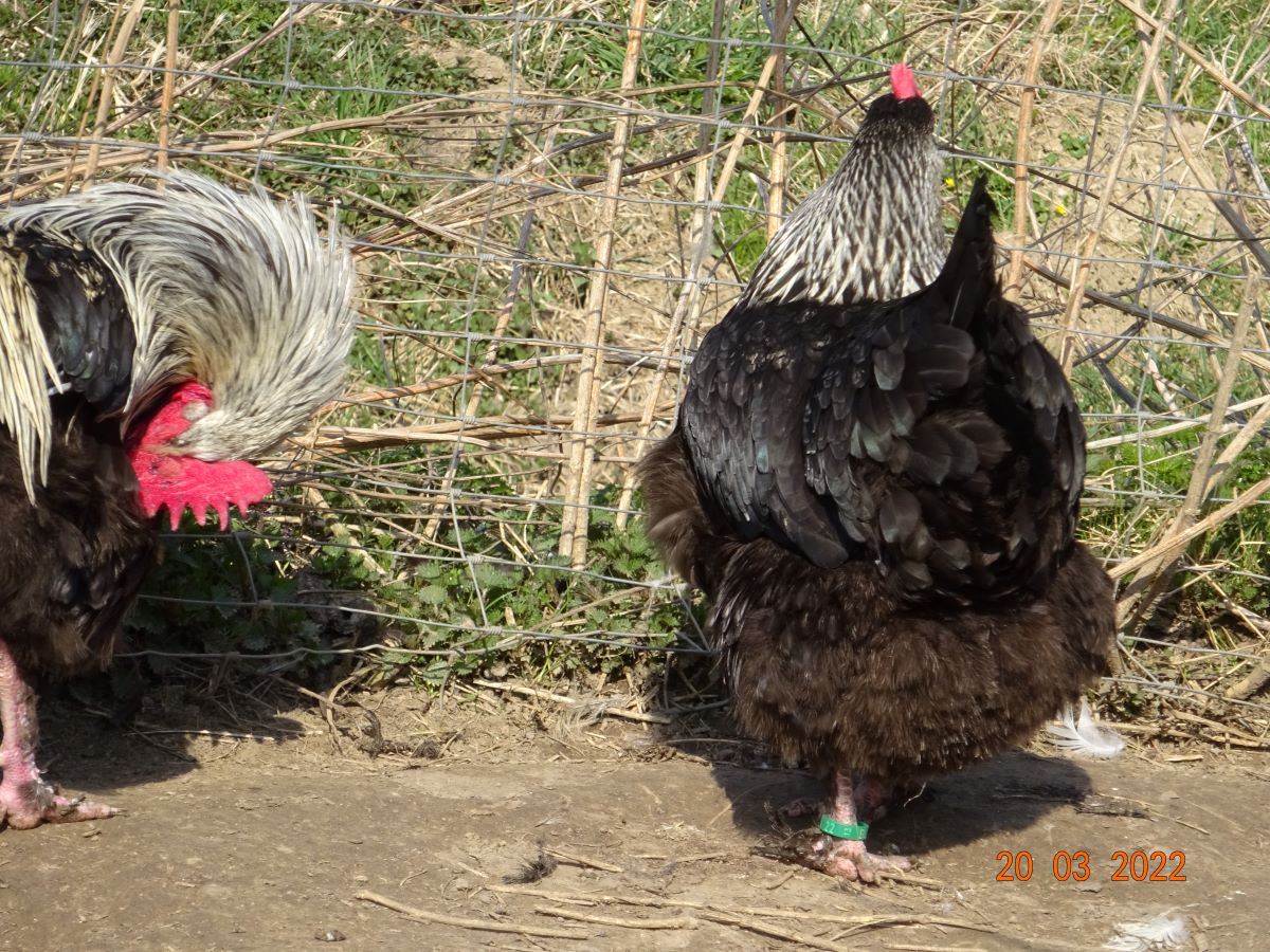 Maran schwarz silber. 20.03.2022