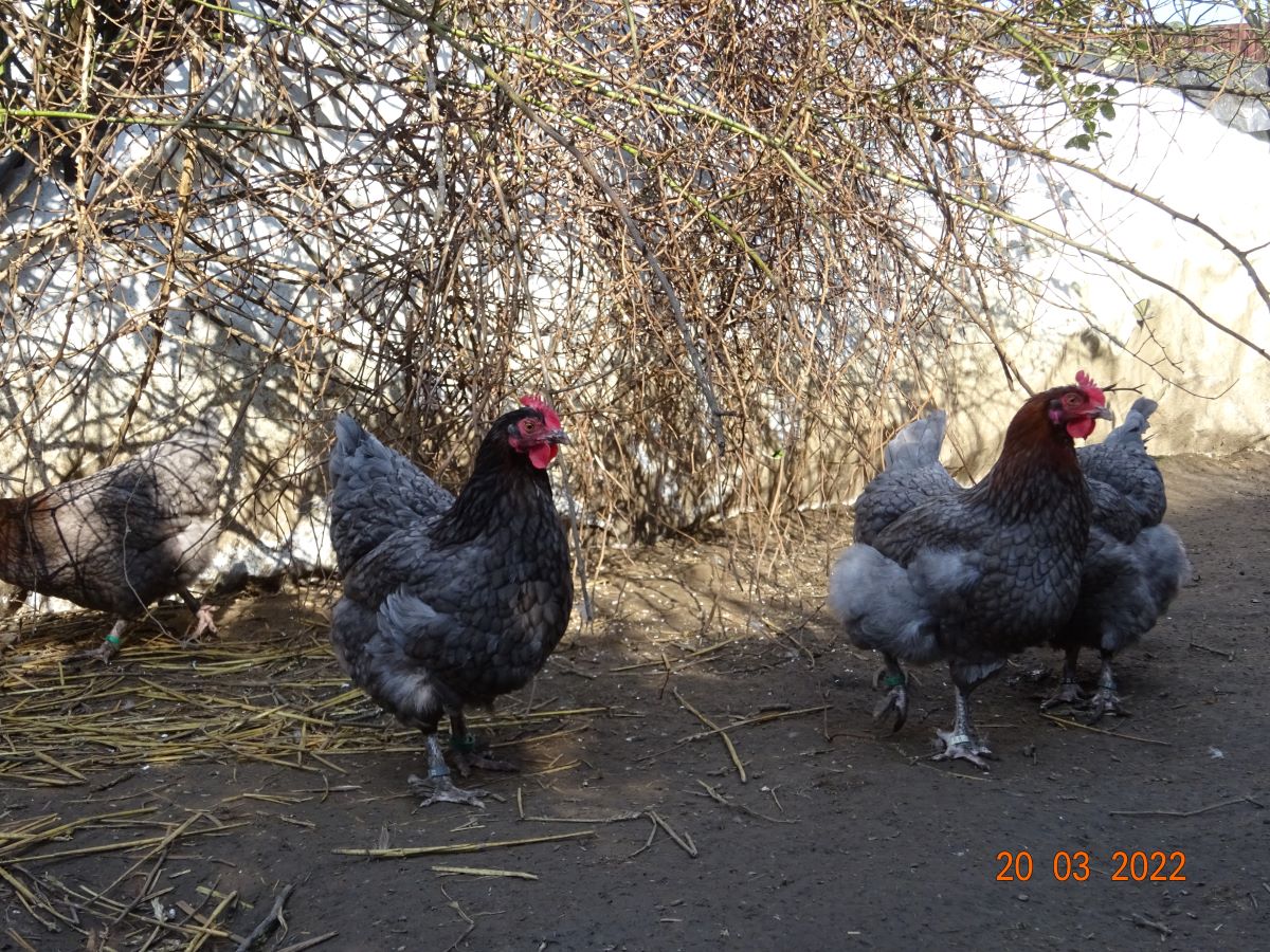 Maran blau kupfer Altstamm. 20.03.2022