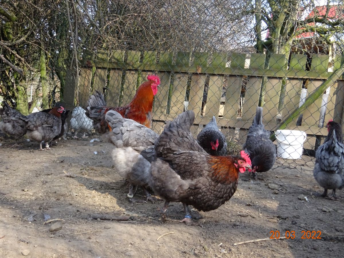 Maran blau kupfer Jungstamm. 20.03.2022