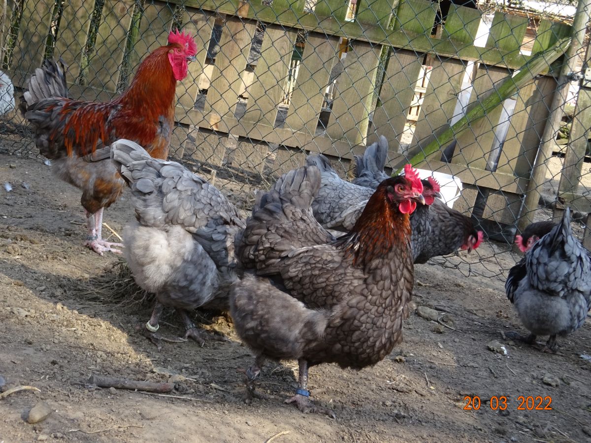 Maran blau kupfer Jungstamm. 20.03.2022