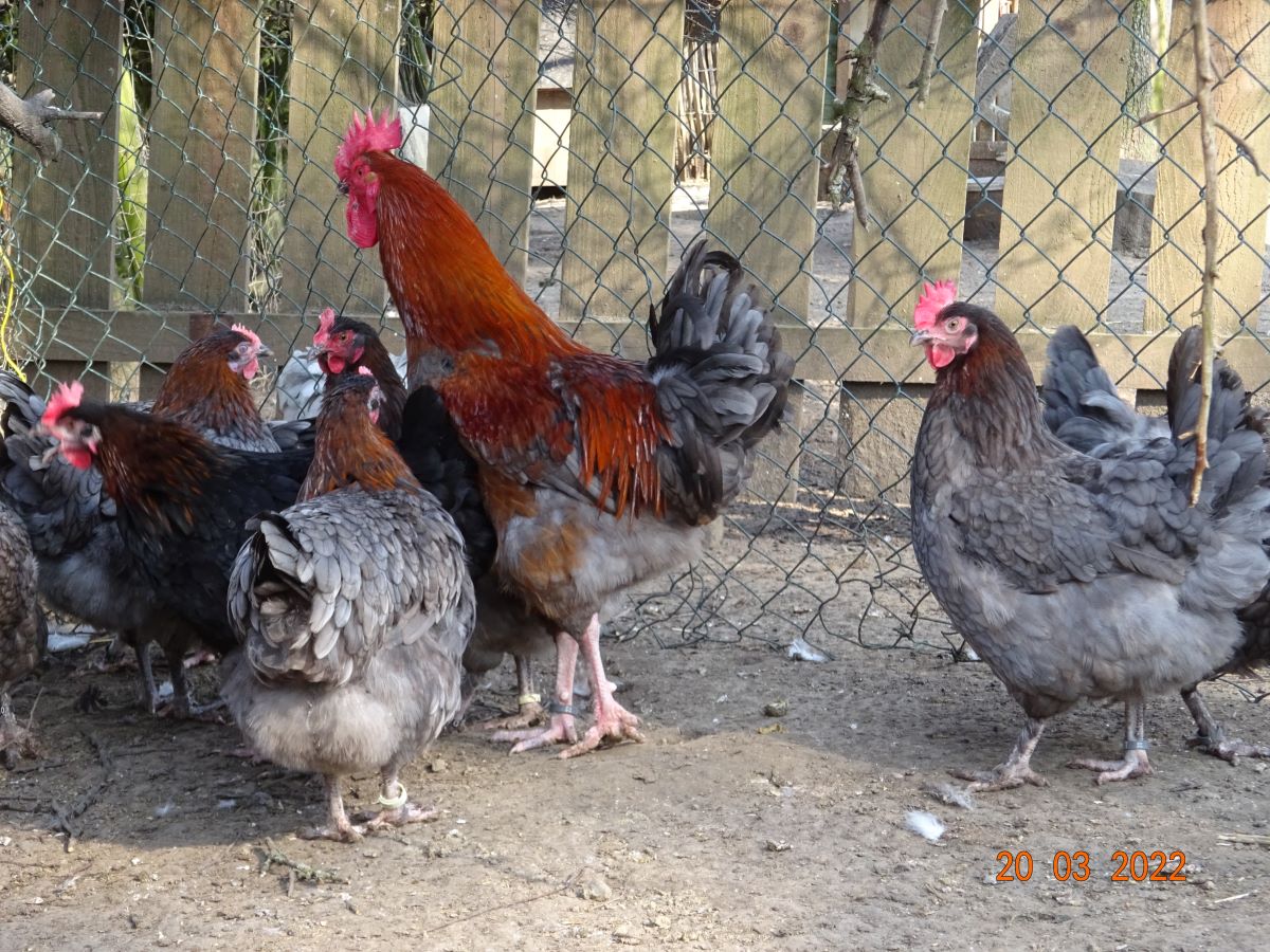 Maran blau kupfer Jungstamm. 20.03.2022