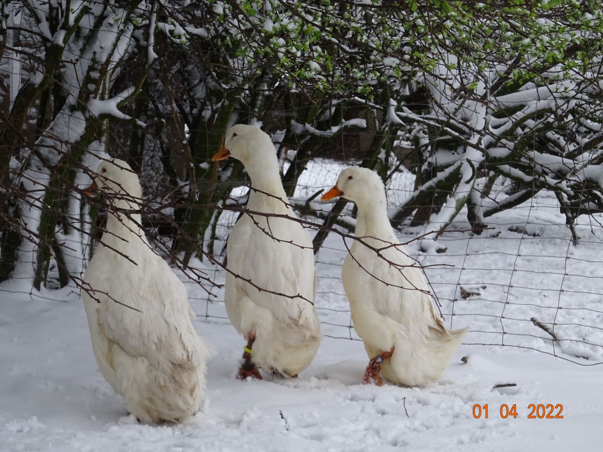 Deutsche Pekingenten Zuchtstamm 1. 01.04.2022
