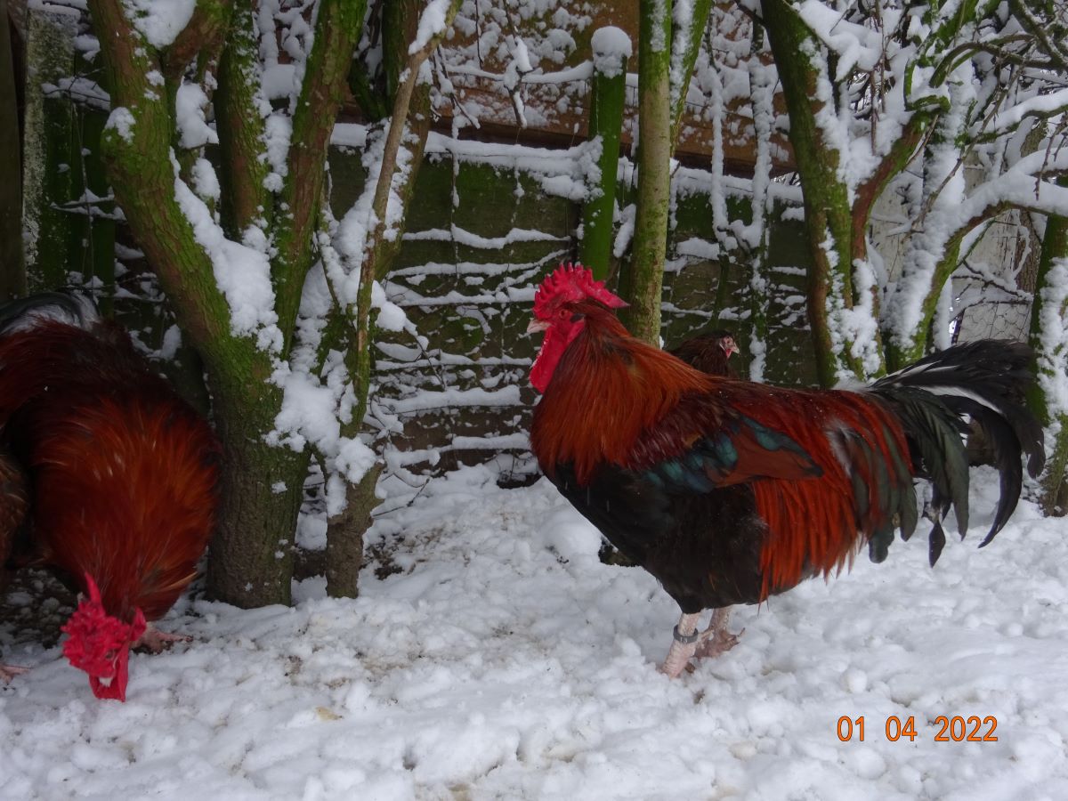 Dorking goldhalsig mit Rosenkamm Zuchth&auml;hne 4,30kg & 4,60kg, 01.04.2022