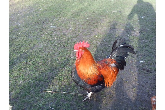 Dorking Hahn goldhalsig Don mit 4 Jahren 05.2014