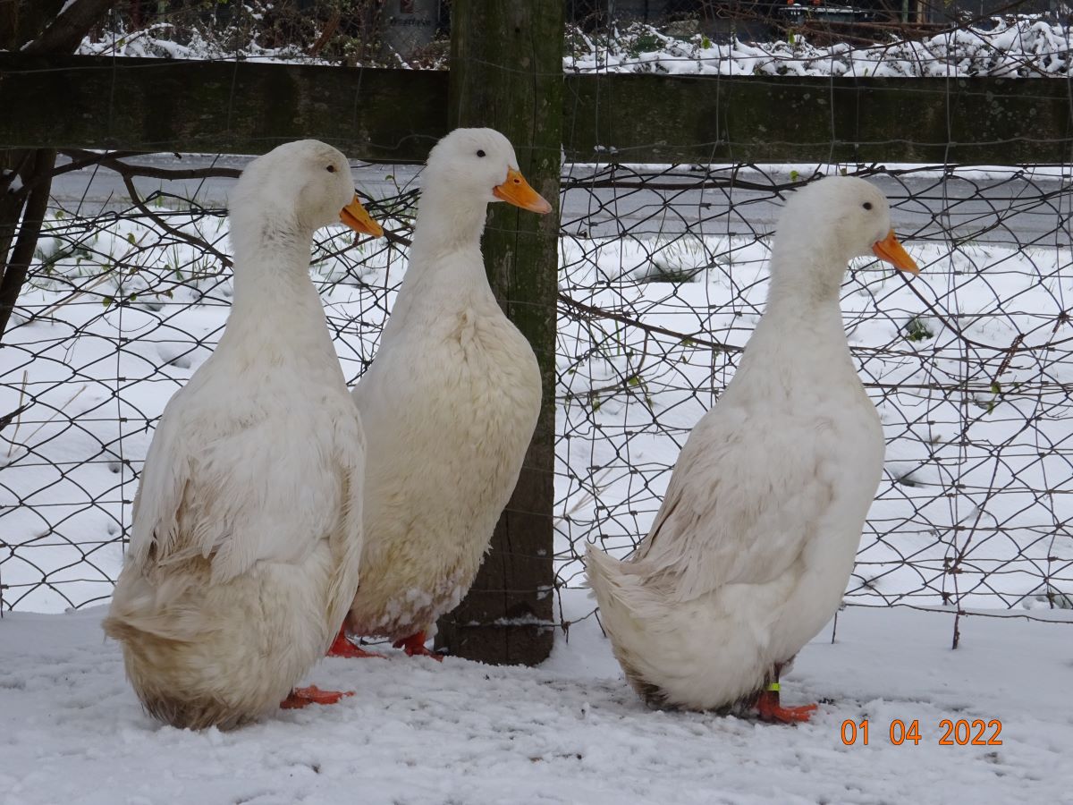 Deutsche Pekingenten Zuchtstamm 2. 01.04.2022