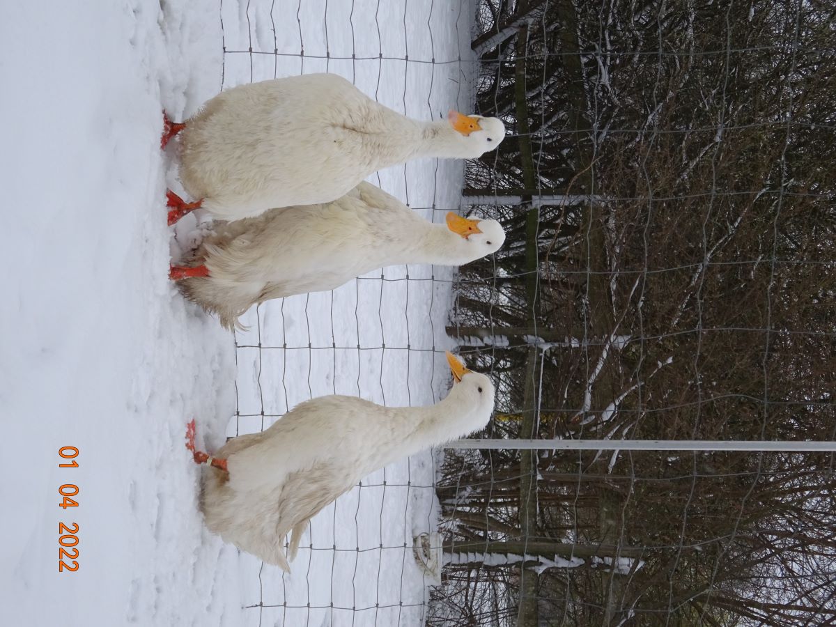 Deutsche Pekingenten Zuchtstamm 3. 01.04.2022