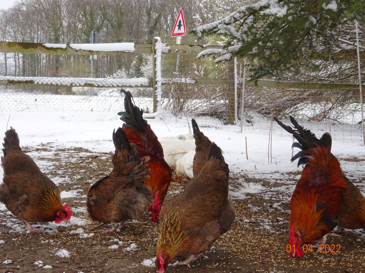 Dorking goldhalsig, 01.04.2022