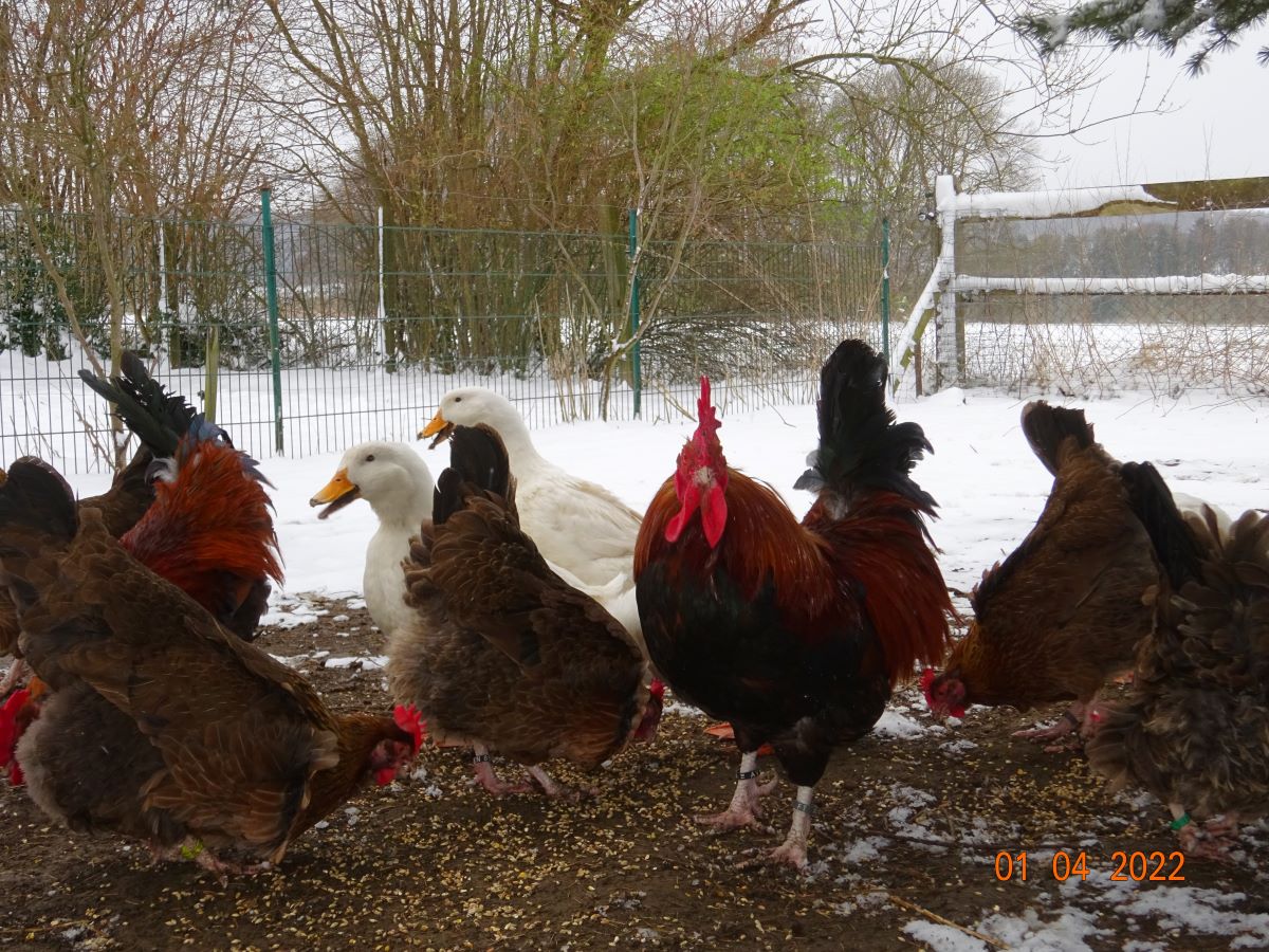 Dorking goldhalsig, 01.04.2022