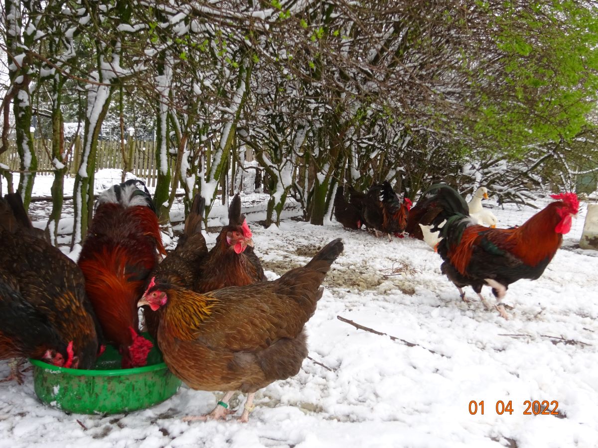 Dorking goldhalsig mit Rosenkamm, 01.04.2022