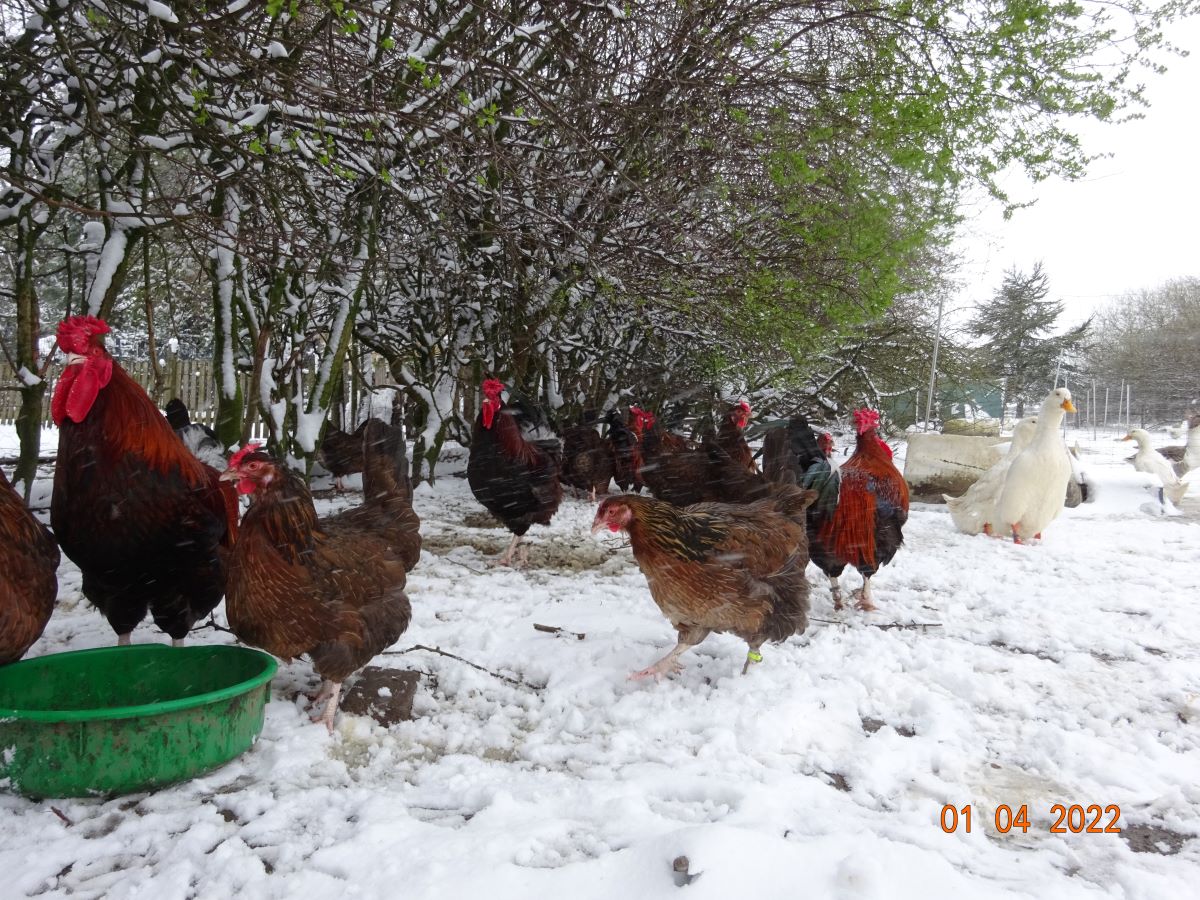 Dorking gold-wildfarbig mit Rosenkamm, 01.04.2022