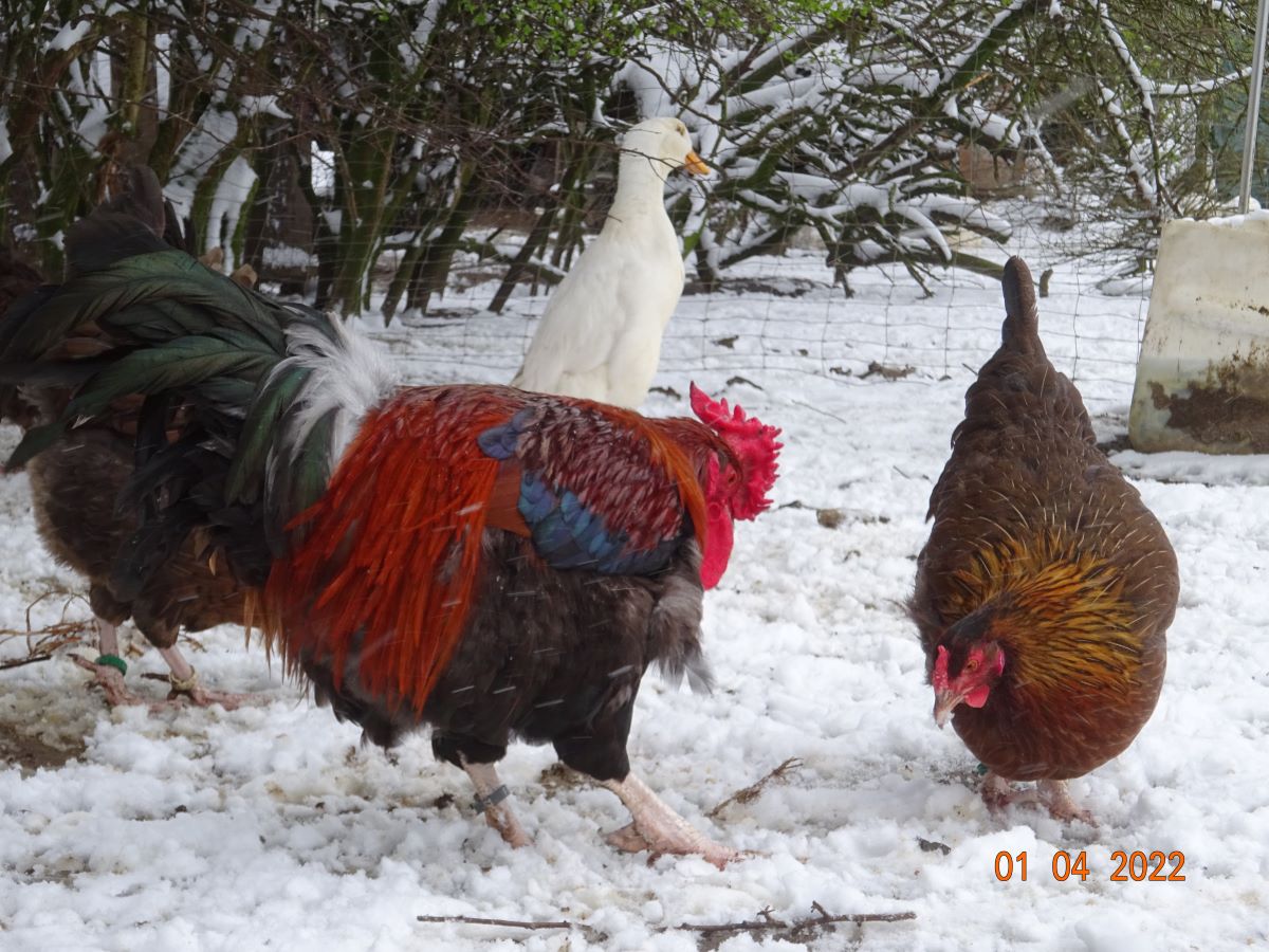 Dorking goldhalsig mit Rosenkamm, 01.04.2022