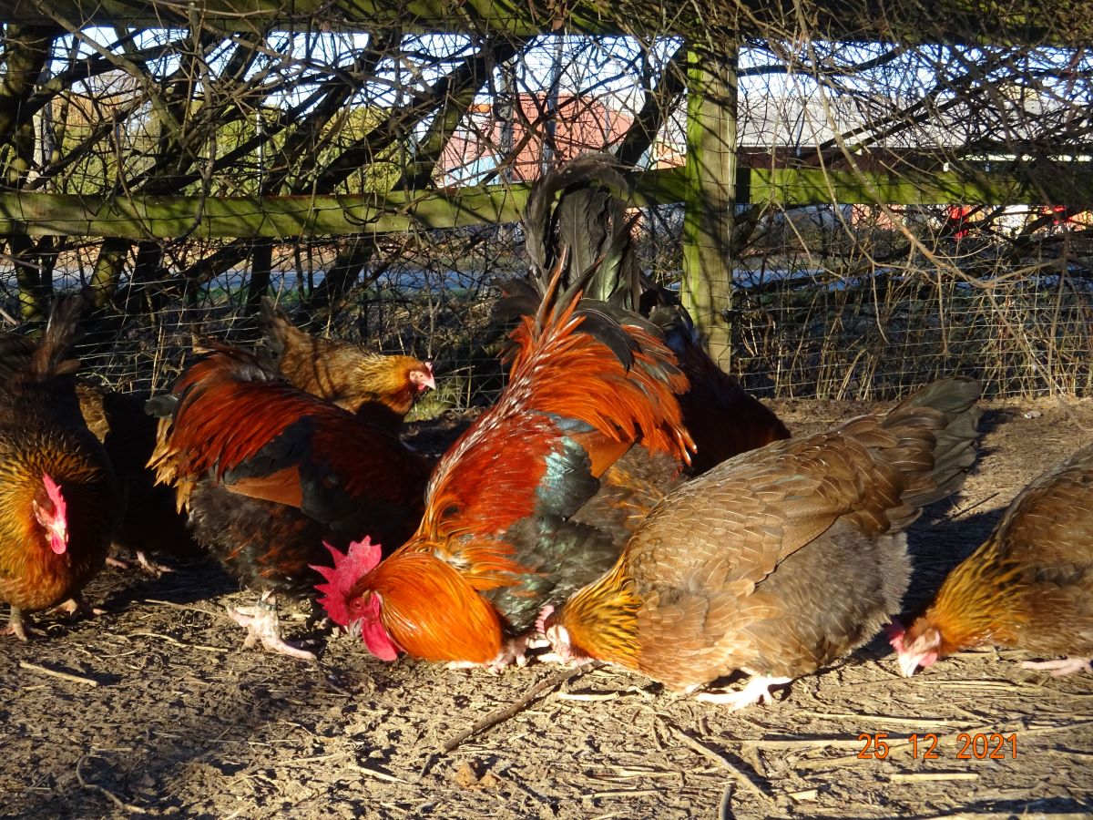 Dorking goldhalsig,25.12.2021. Es ist der gleiche Junghahn wie auf dem unteren Bild.