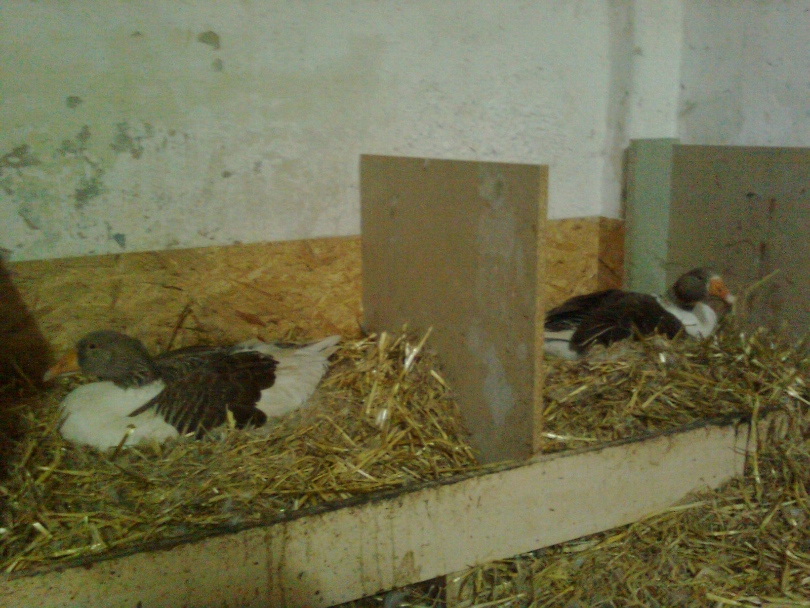 Pommerng&auml;nse beim br&uuml;ten, 2010