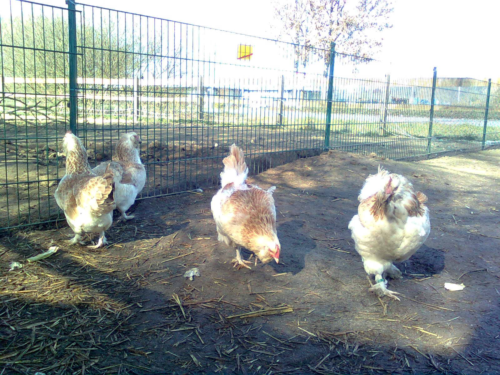 Lachsh&uuml;hner 2013