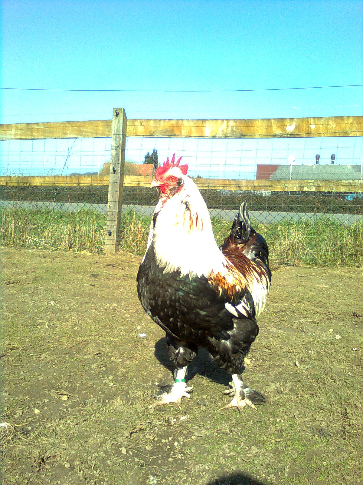 Deutsche Lachsh&uuml;hner 2014