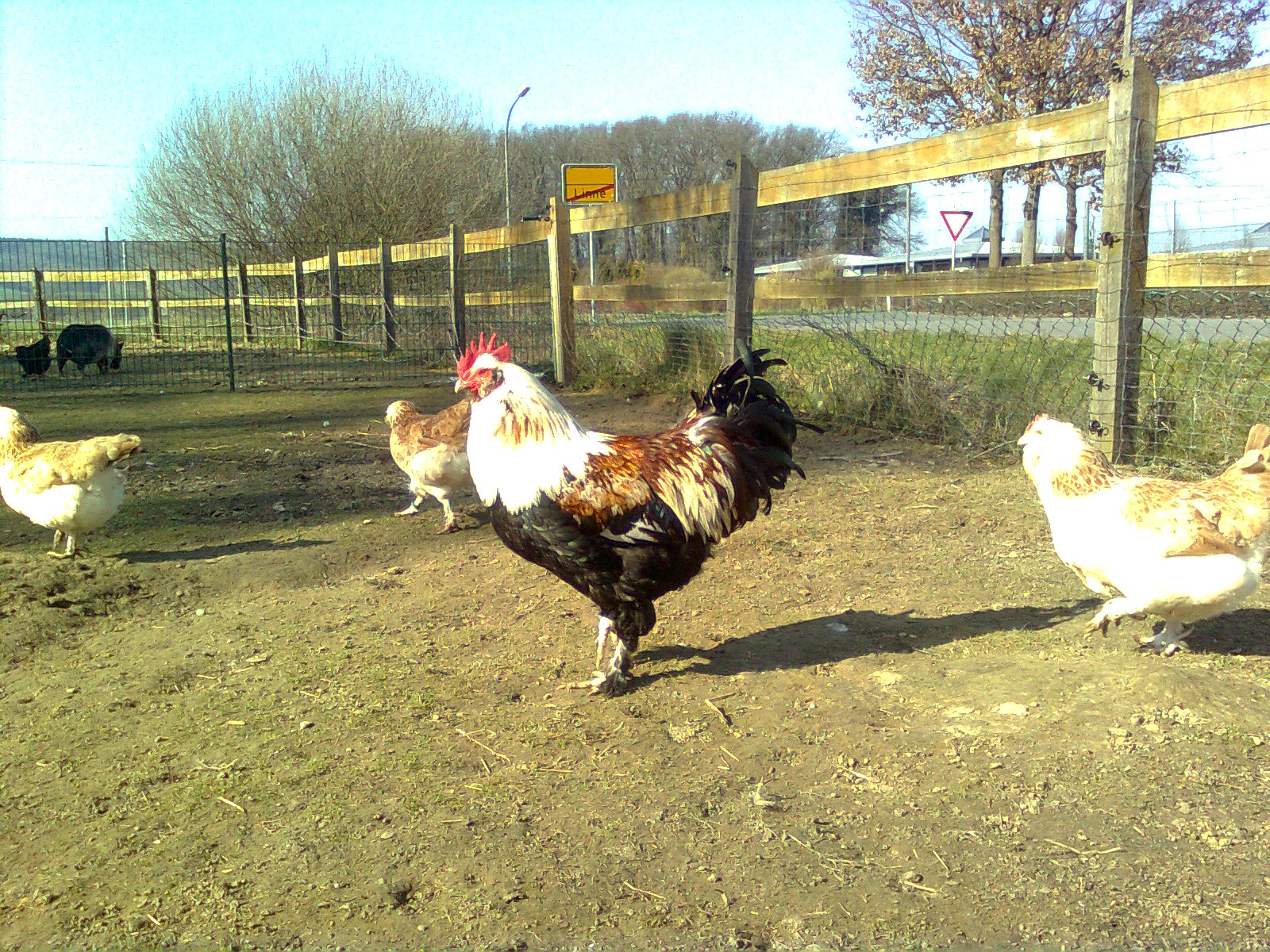 Deutsche Lachsh&uuml;hner 2014