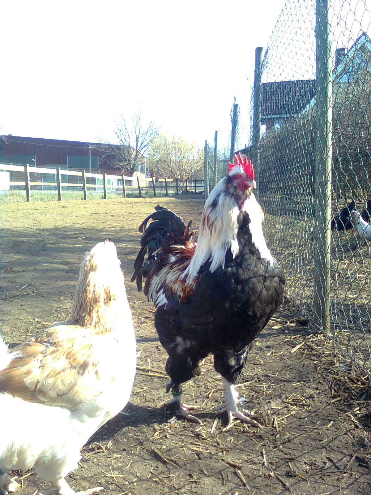 Lachsh&uuml;hner 2013