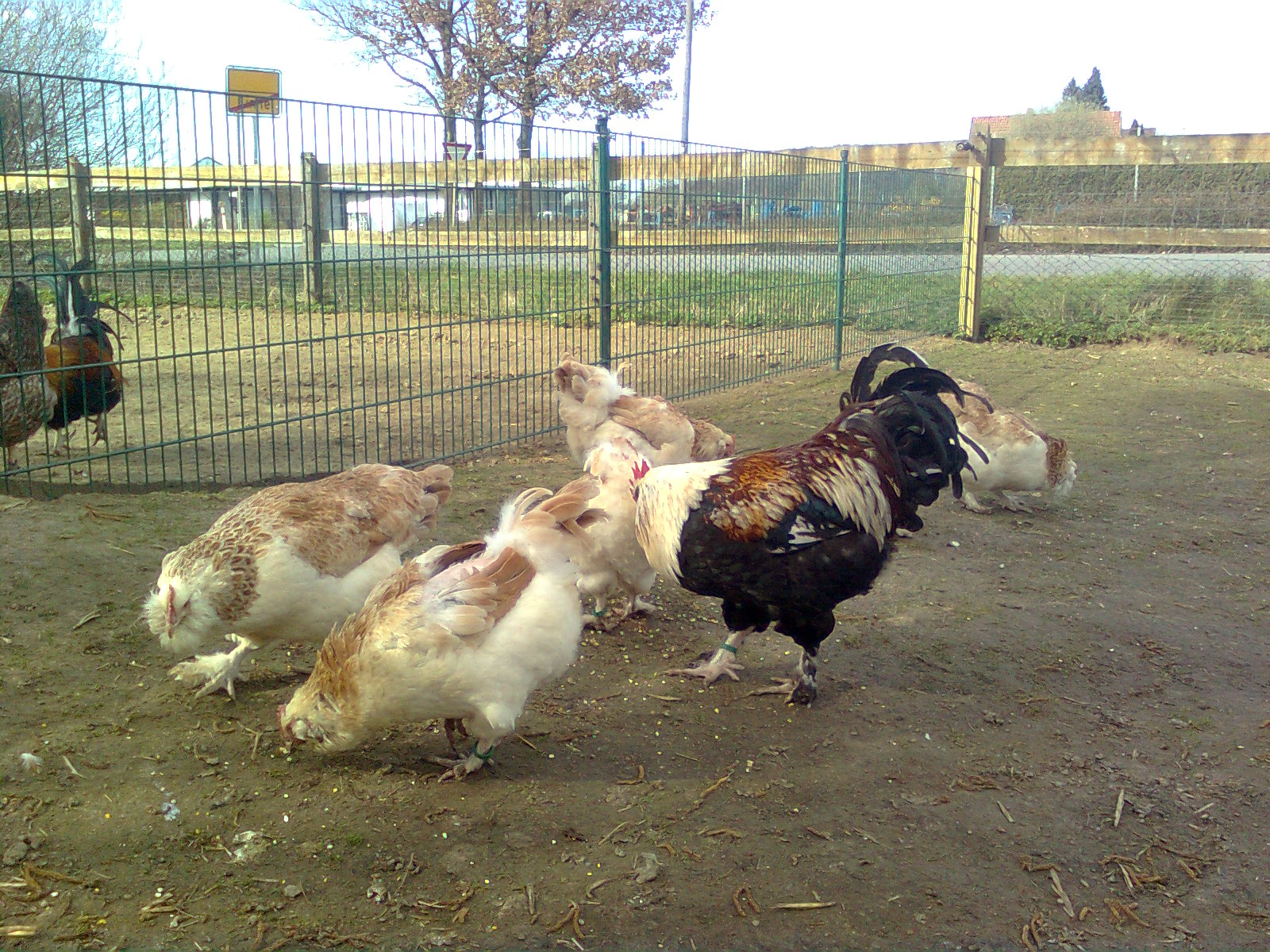 Lachsh&uuml;hner 2013