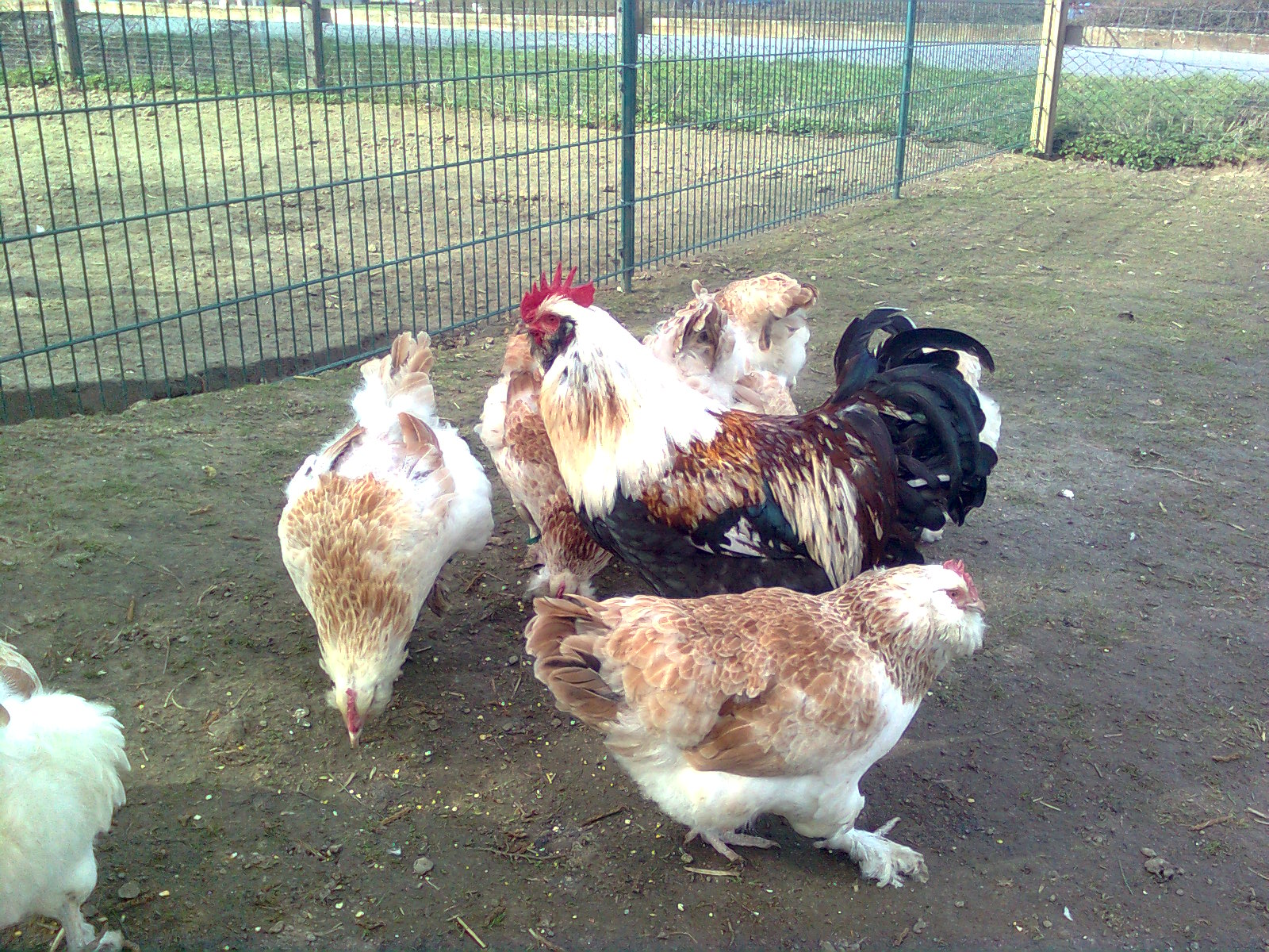 Lachsh&uuml;hner 2013