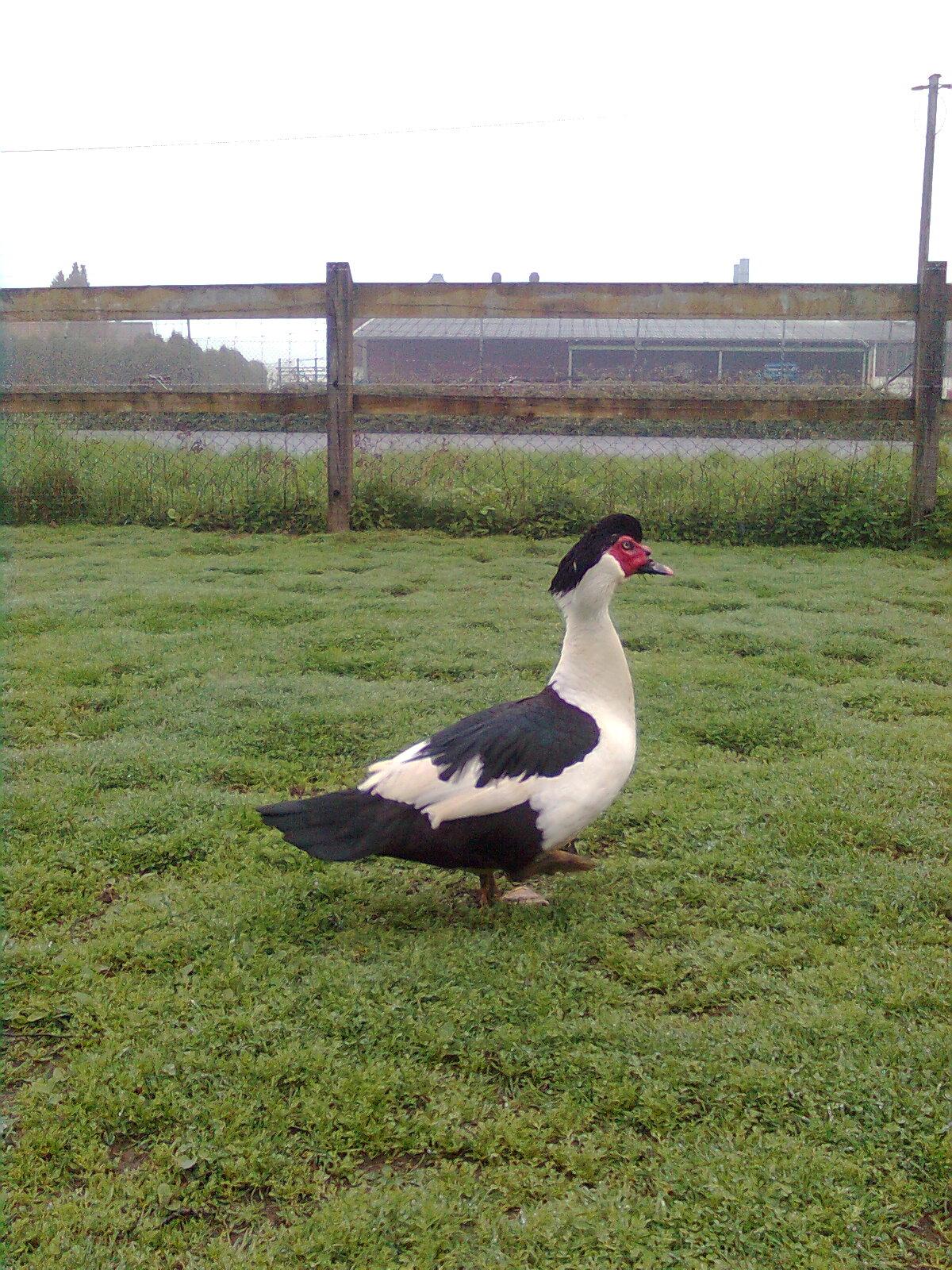 Warzenenten Herzschecke