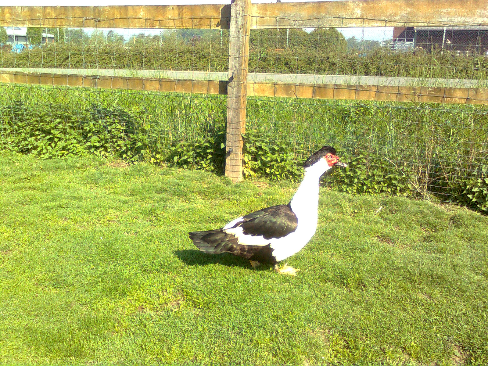 Warzenenten Herzschecke Erpel Super gezeichnet2015