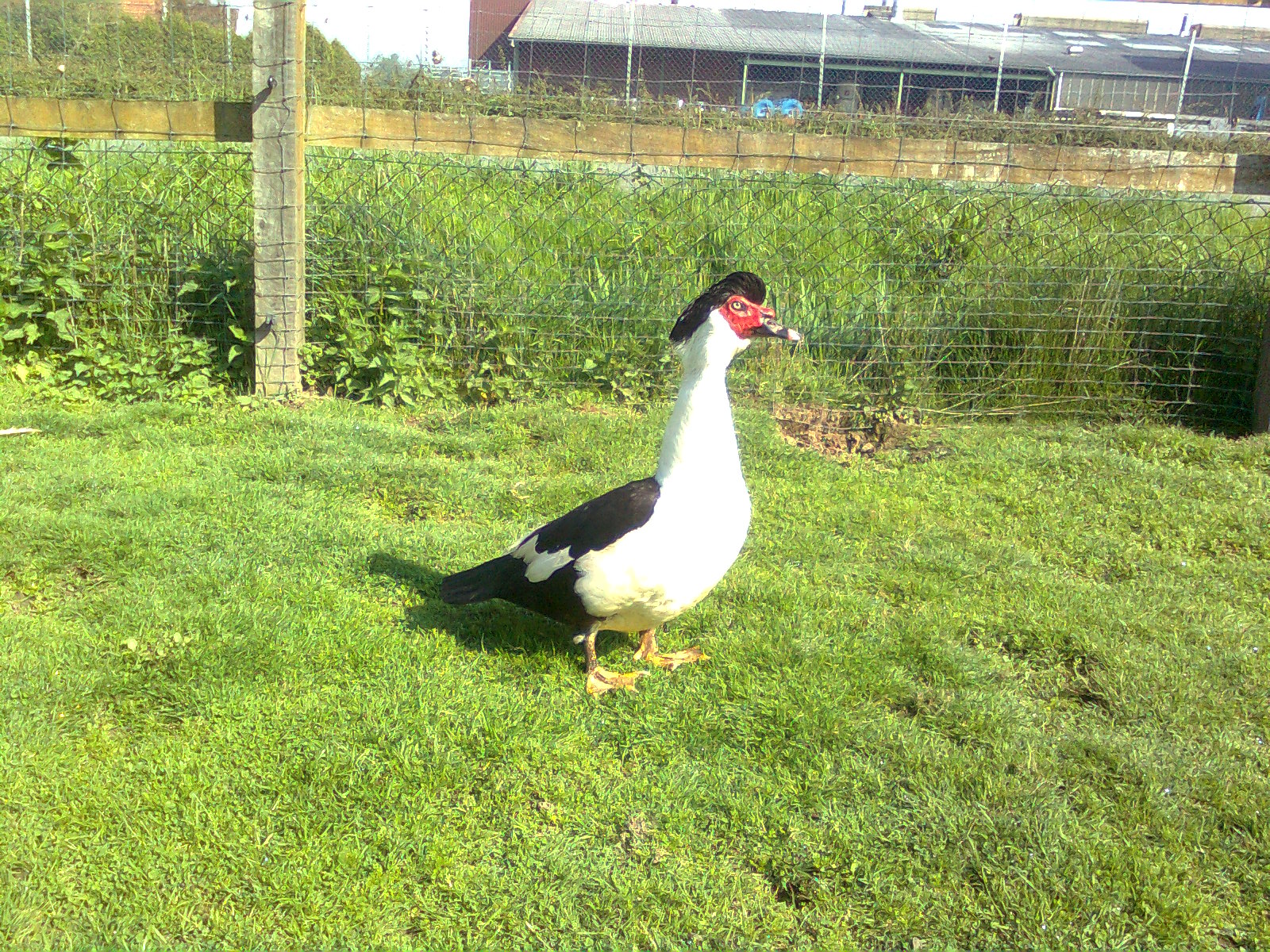 Warzenenten Herzschecke Erpel 5,5Kg 2015