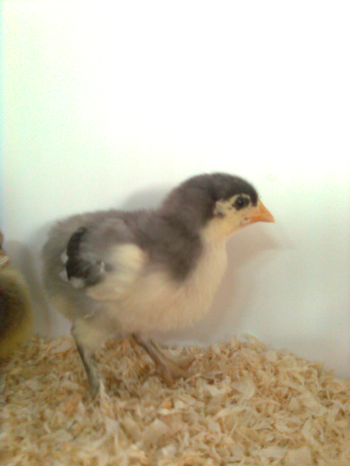 Maran blau silber K&uuml;ken 2015