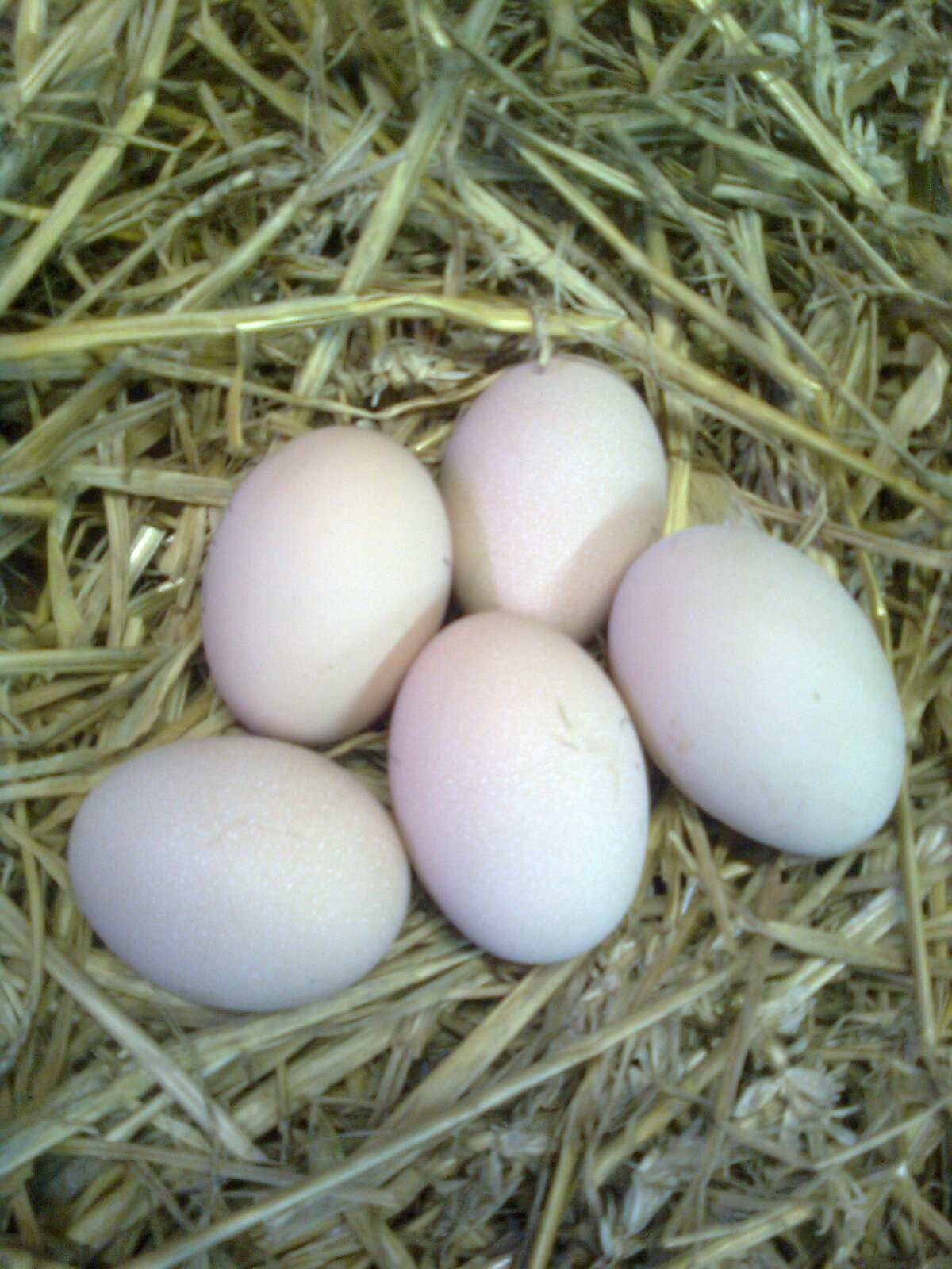 Vorwerkhuhn Bruteier