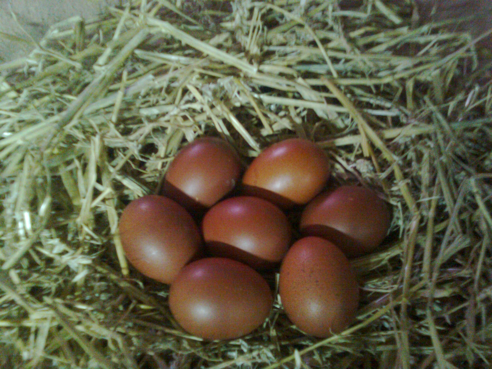 Maran blau/kupfer ca.65-75g, 21 Tage Brutdauer