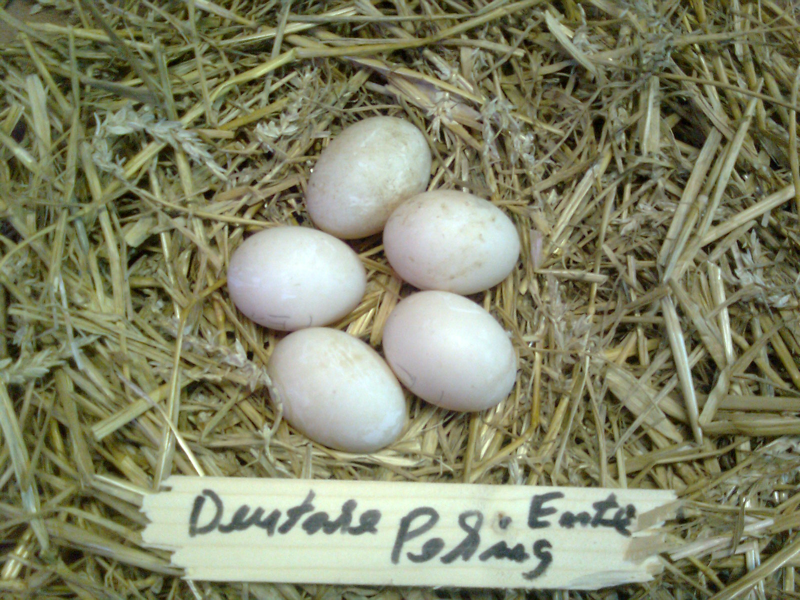 Deutsche Pekingenten-Eier ca. 80g schwer
Brutdauer 28 Tage