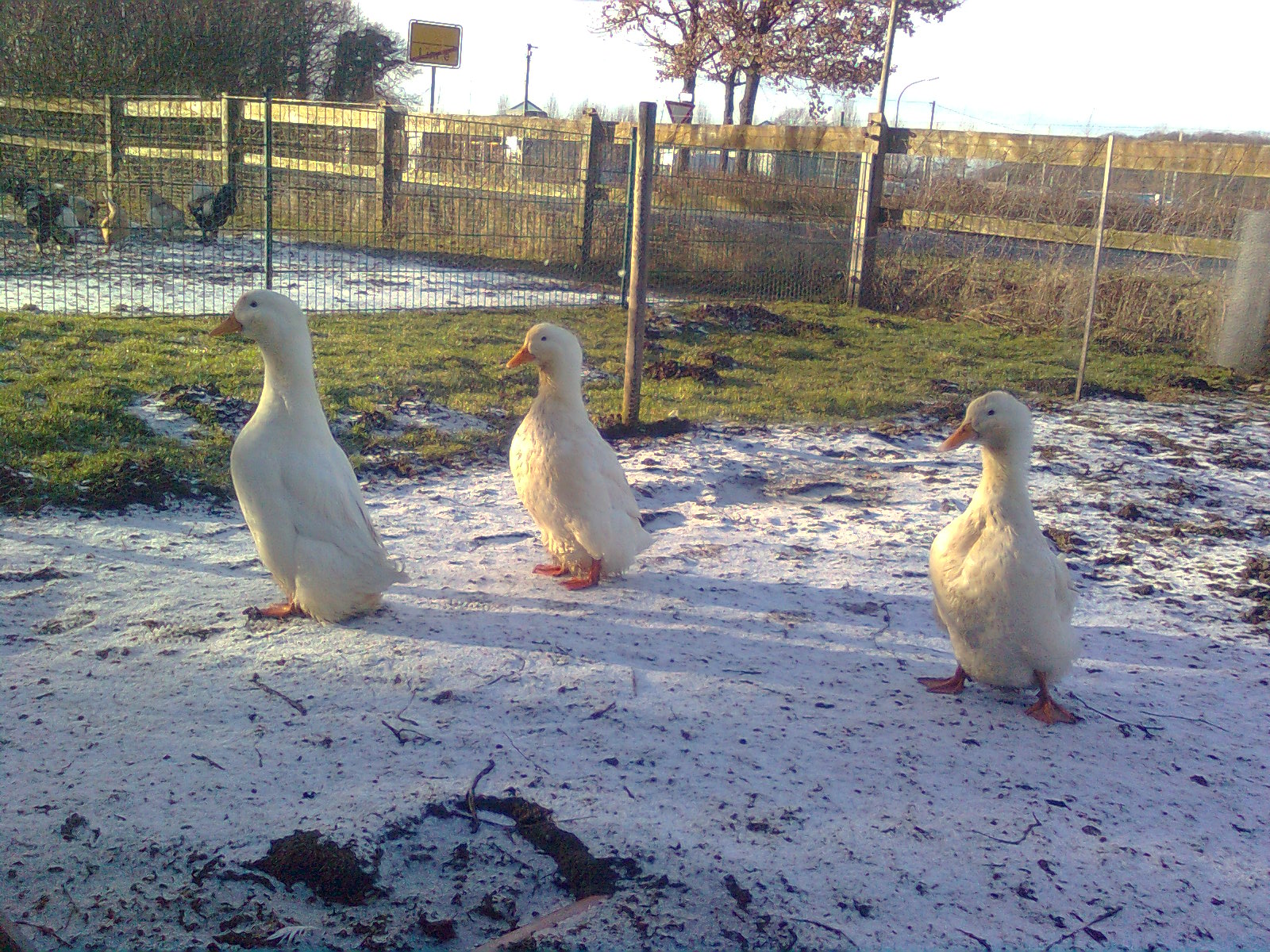 Deutsche Pekingenten Februar 2015