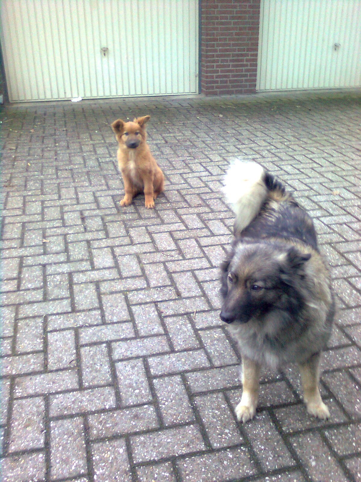 Harzer Fuchswelpe mit Wolfsspitz