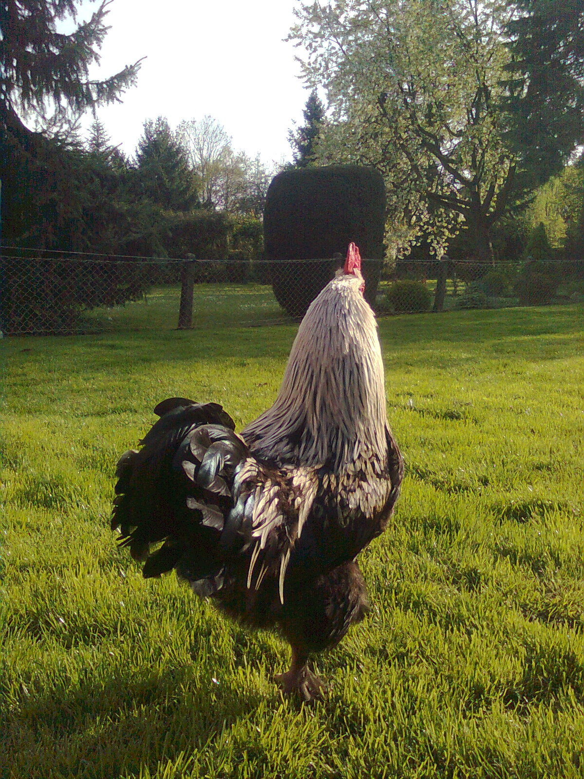 Maran schwarz/silber