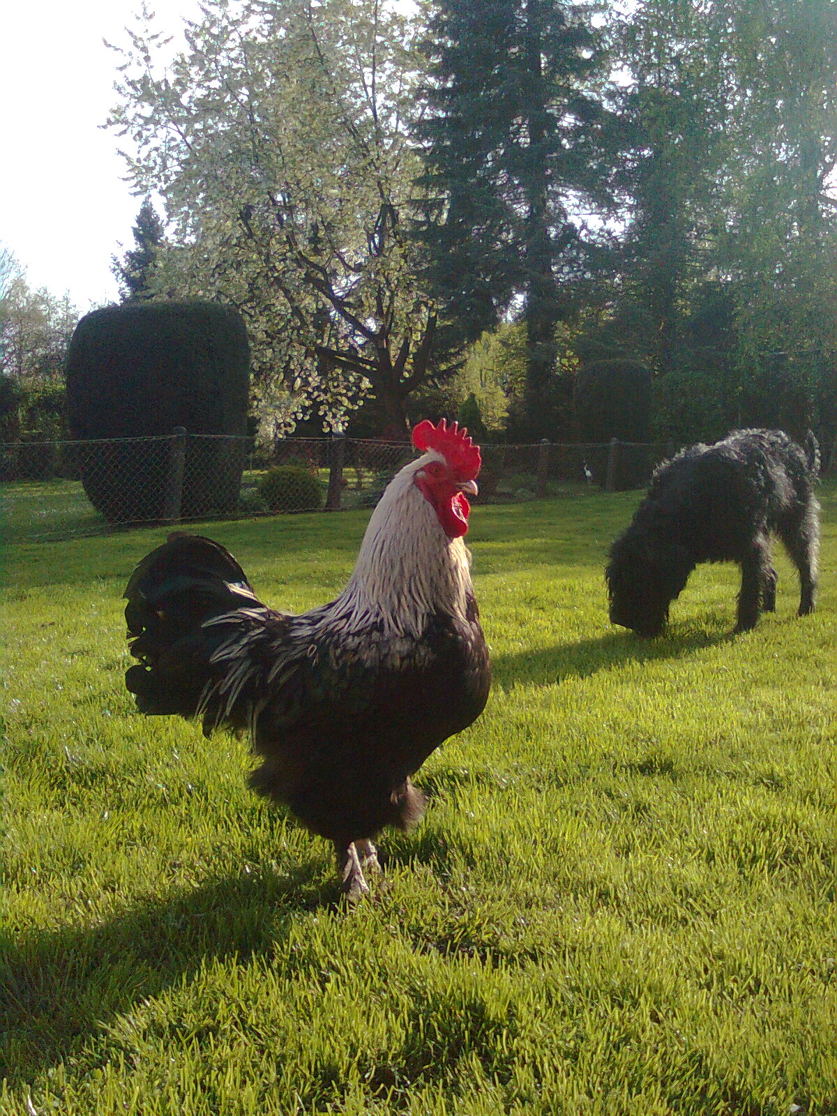 Maran Hahn schwarz/silber