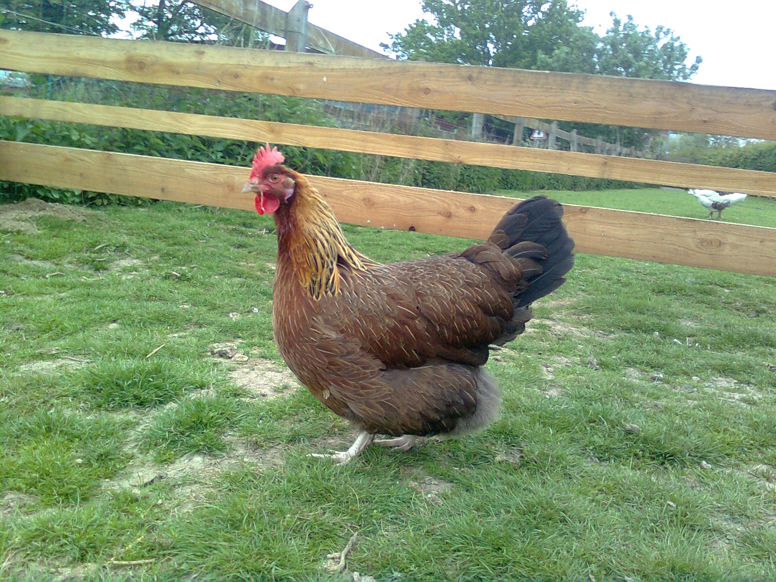 Sch&ouml;ne Dorking Henne Mai 2015