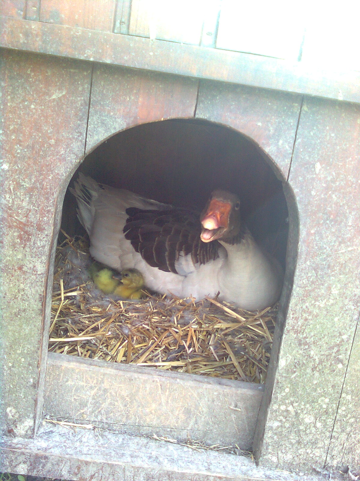 Pommerngans, 25.05.15