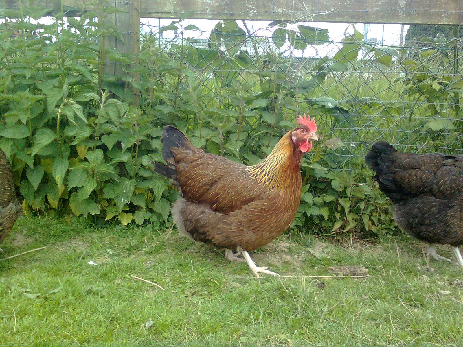 Goldhalsige Dorking HenneMai 2015