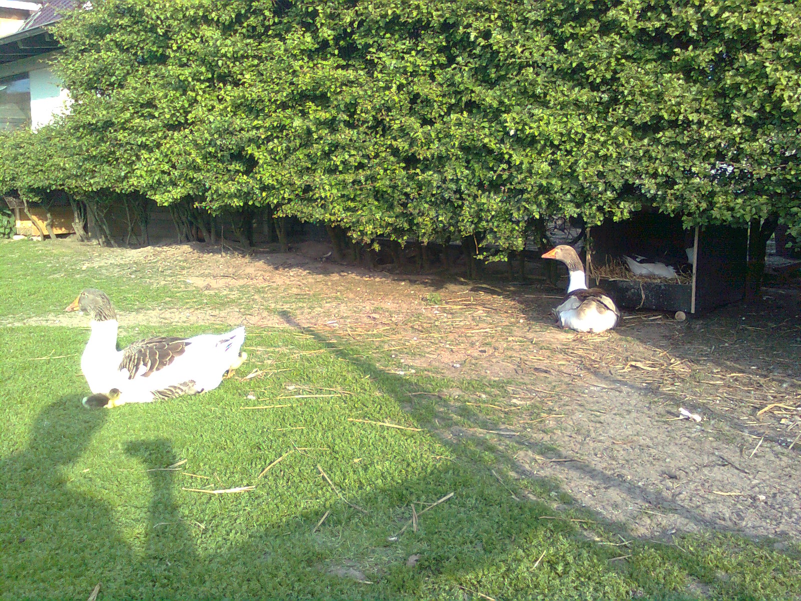 Pommerng&auml;nse, Juni 2015