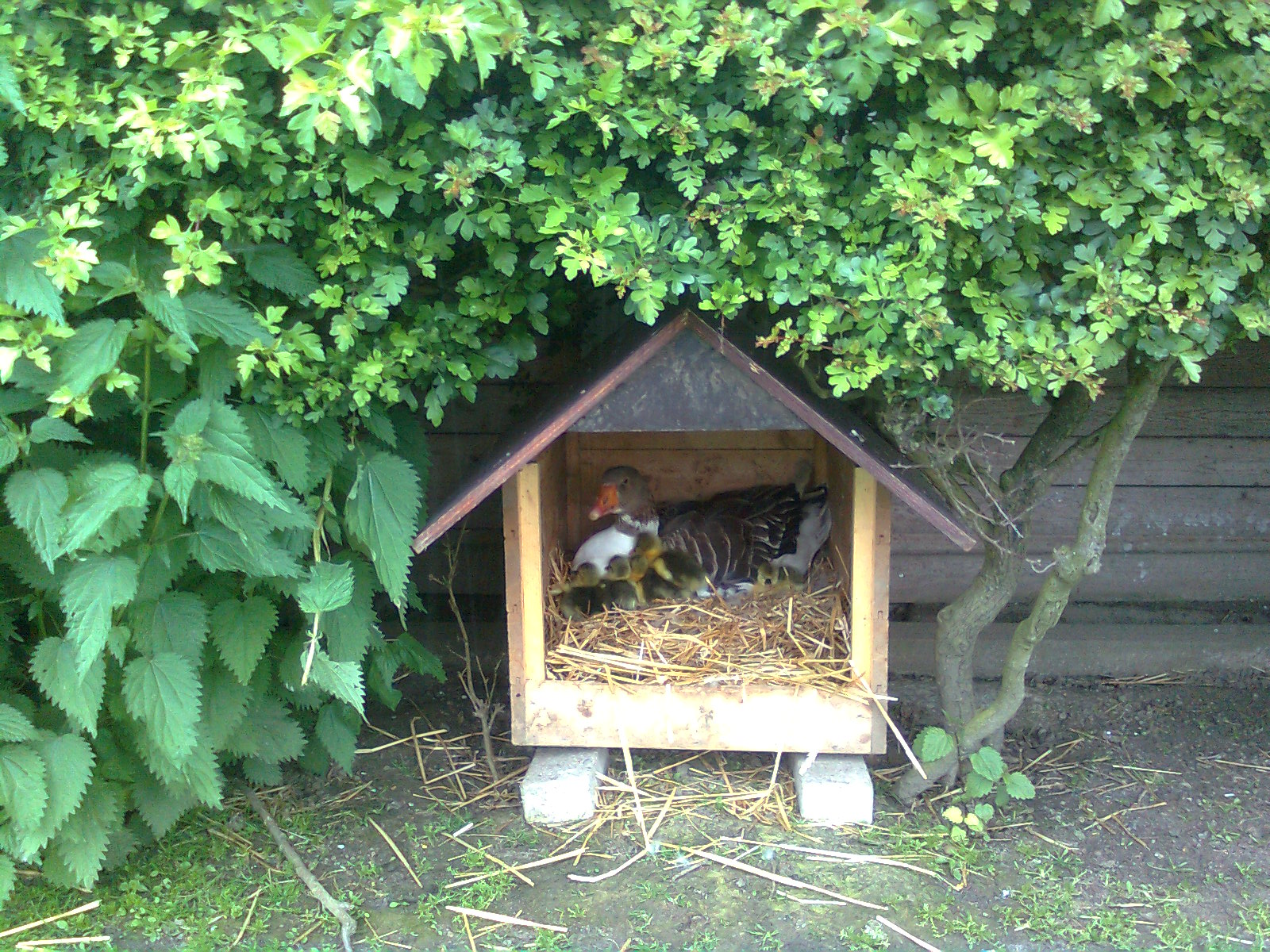 Pommerngans mit K&uuml;ken, Juni 2015