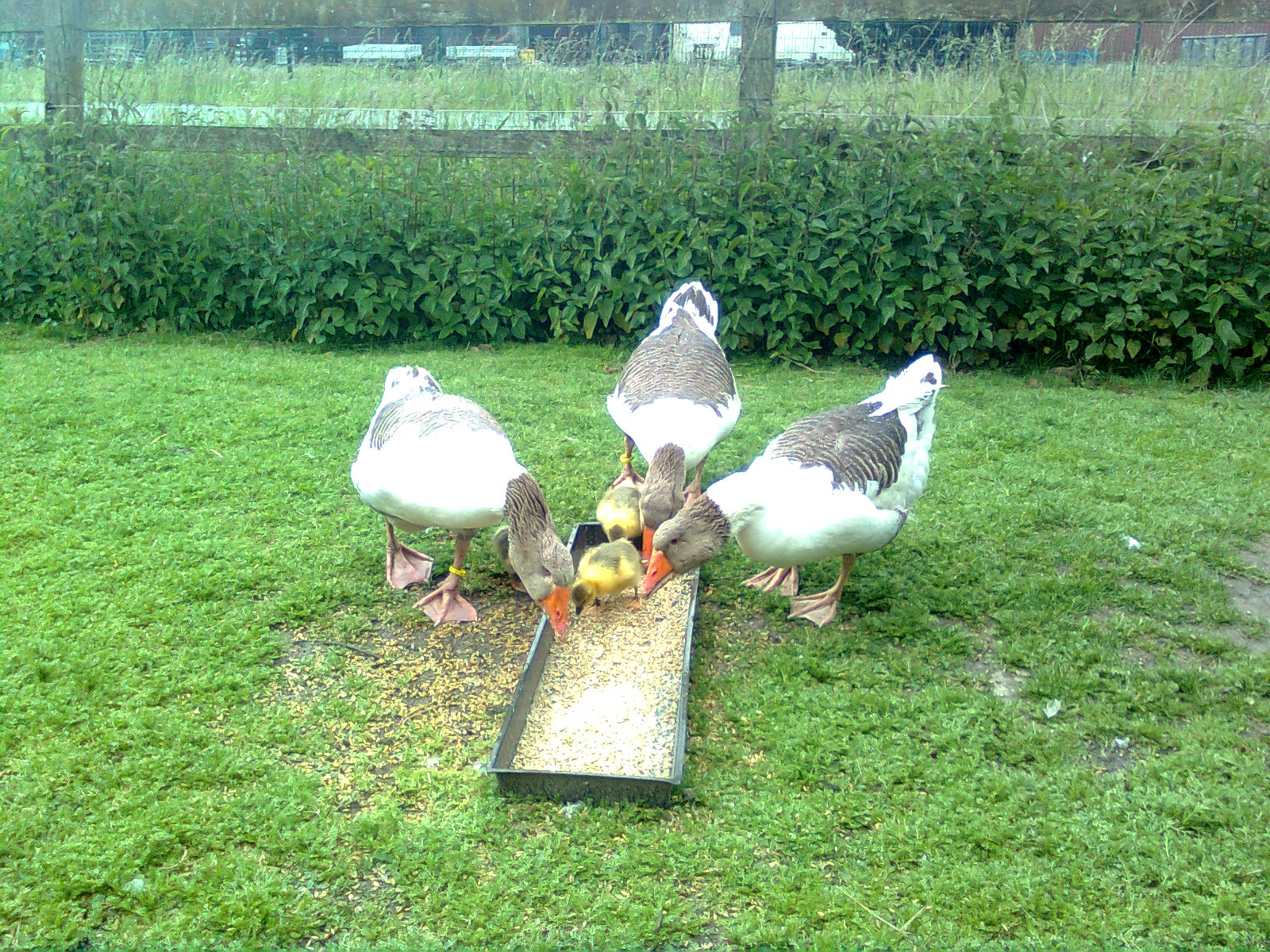 Pommerng&auml;nse Juni 2015