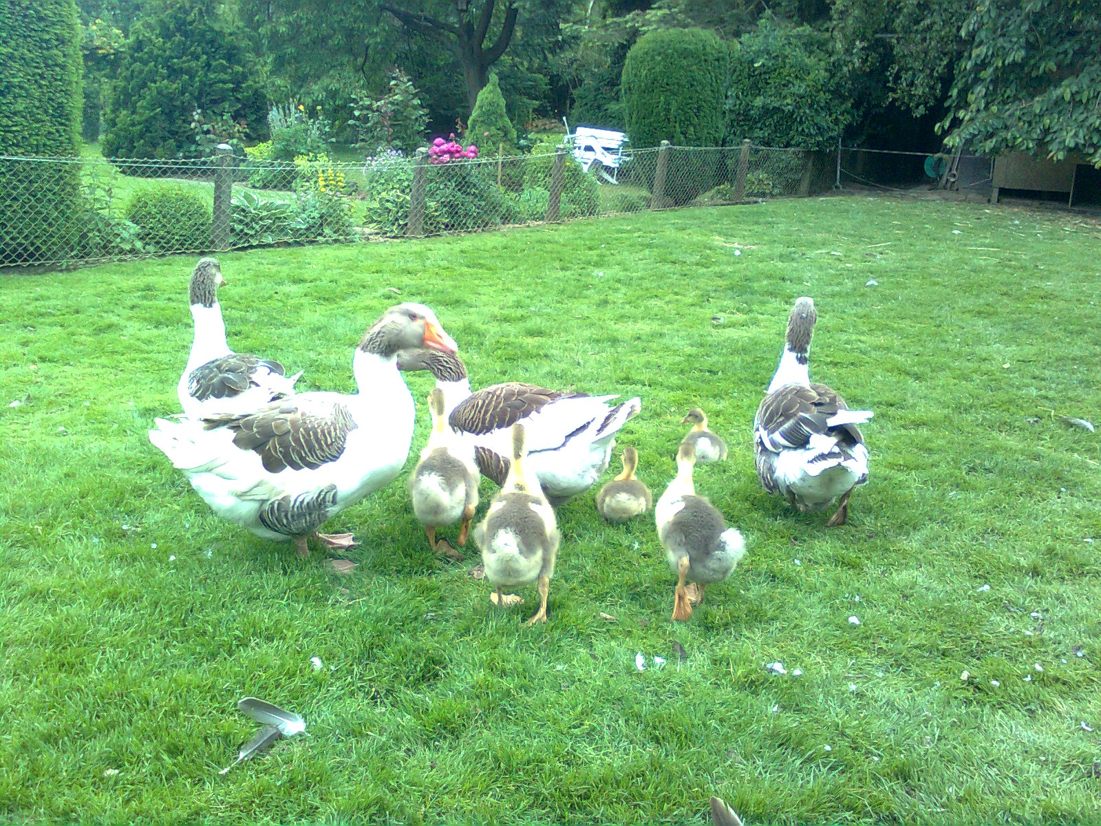 Pommerng&auml;nse mit K&uuml;ken im Juni 2017