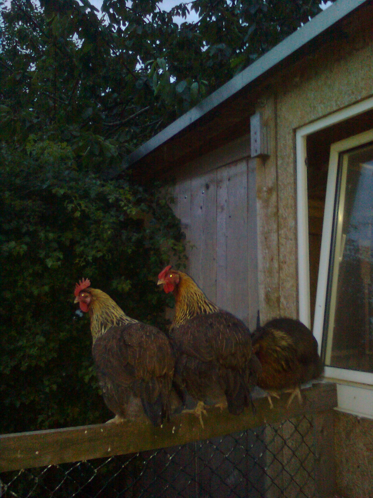 Goldhalsige Dorking Hennen Juli 2015