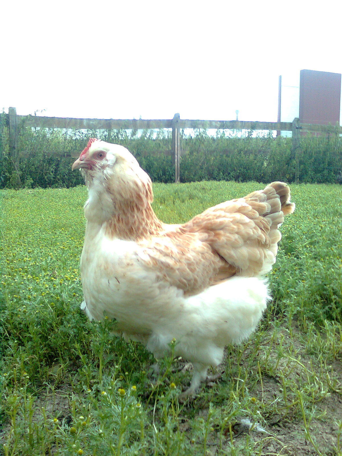 Deutsche Lachshenne Juli 2015