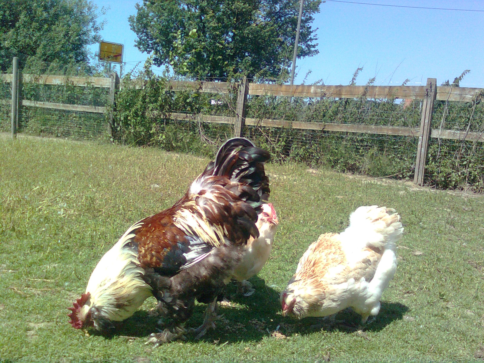 Deutsche Lachsh&uuml;hner Juli 2015