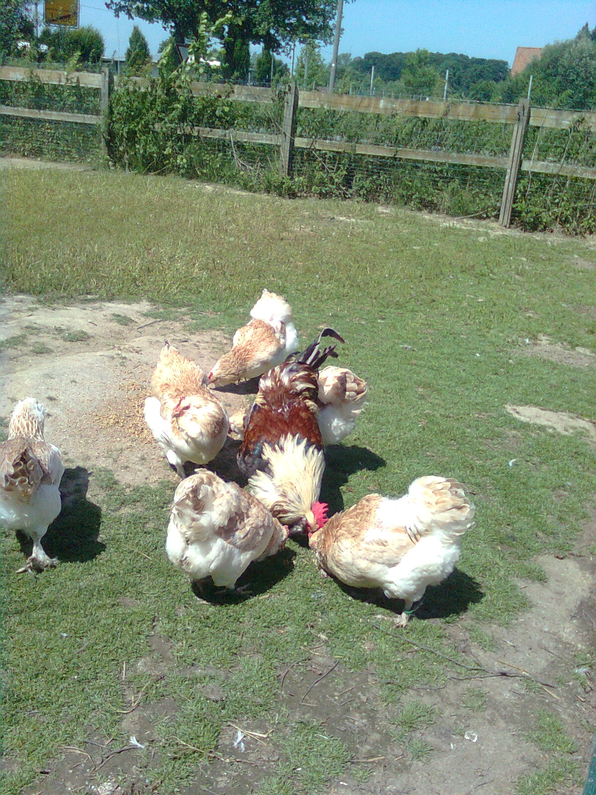 Deutsche Lachsh&uuml;hner Juli 2015