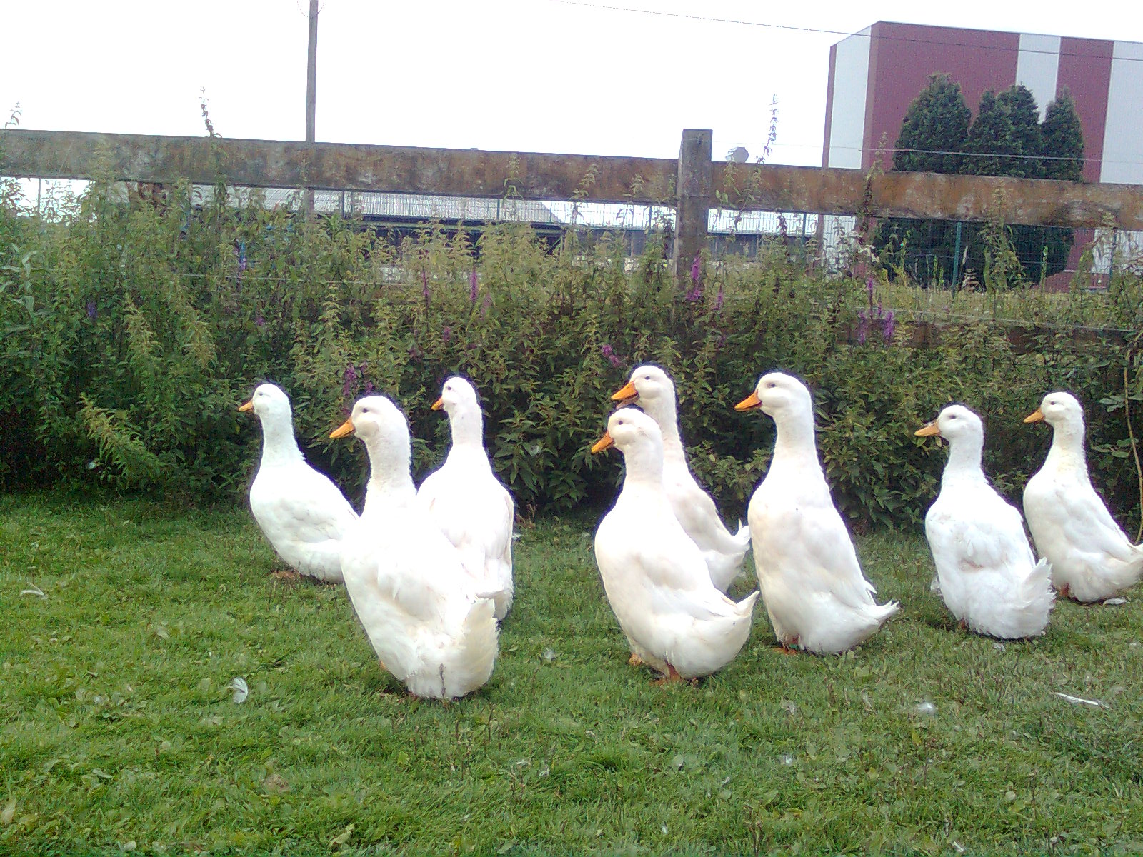 Deutsche Pekingenten, 2016