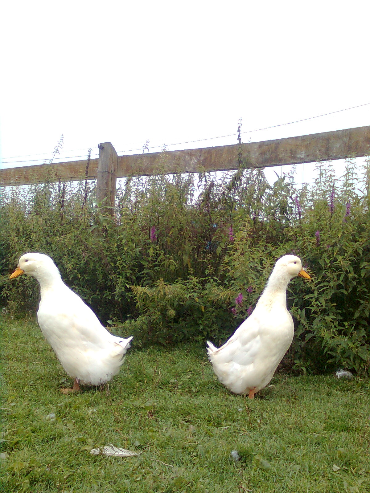 Deutsche Pekingenten