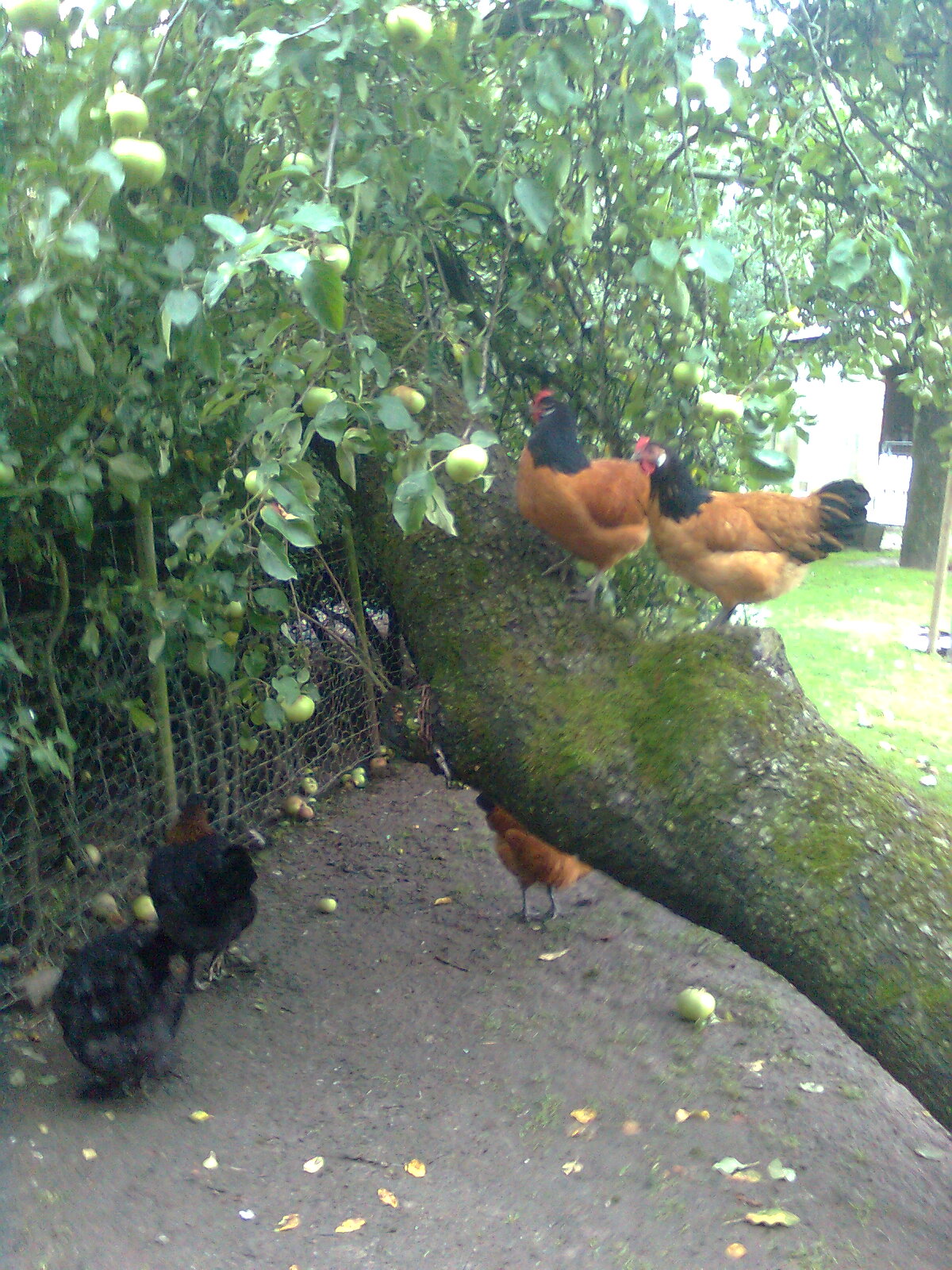 Vorwerkh&uuml;hner 2014