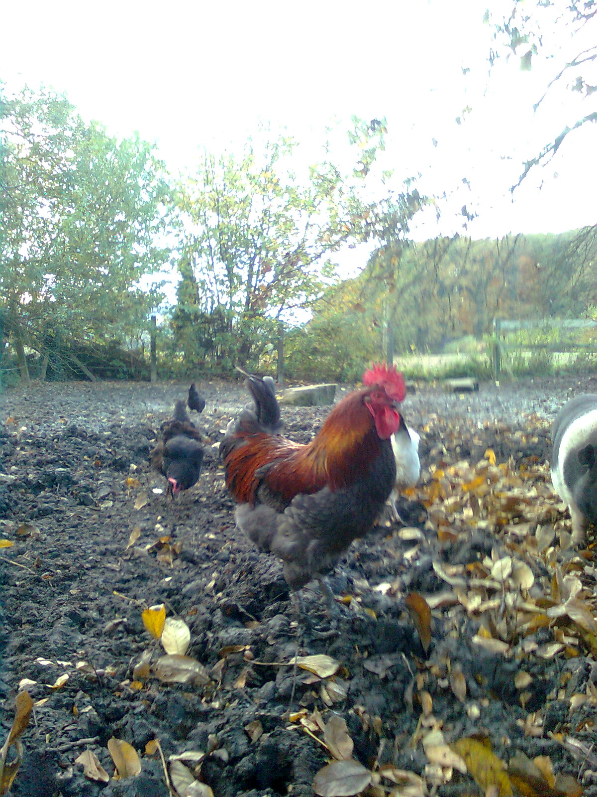 Maran Hahn blau/kupfer 2015